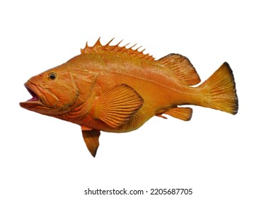 Fish. Taxidermy Fish Isolated On White. Exotic Fish Stuffed And Mounted On A White Background. Room For Text. Clipping Path. Sport Fishing Trophies Of Exotic Fish. Left Pointing Trophies. 