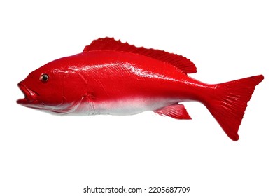 Fish. Taxidermy Fish Isolated On White. Exotic Fish Stuffed And Mounted On A White Background. Room For Text. Clipping Path. Sport Fishing Trophies Of Exotic Fish. Left Pointing Trophies. 