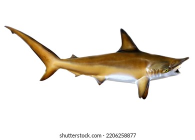 Fish. Taxidermy Fish Isolated On White. Exotic Fish Stuffed And Mounted On A White Background. Room For Text. Clipping Path. Sport Fishing Trophies Of Exotic Fish. Right Pointing Trophies.  