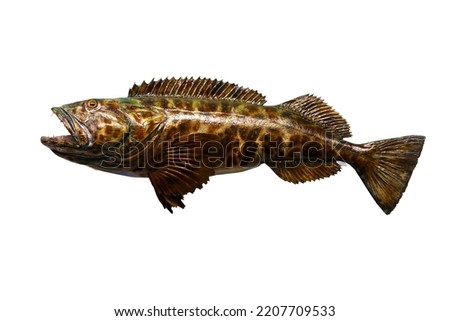Fish. Taxidermy fish isolated on white. Exotic fish stuffed and mounted on a white background. Room for text. Clipping Path. Sport fishing trophies of exotic fish. Right pointing trophies.  