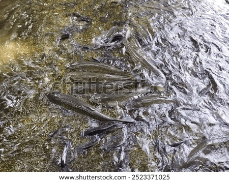 fish that want to spawn