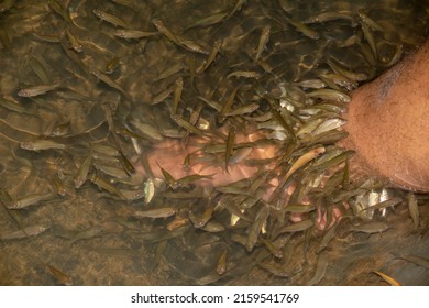 Fish Therapy. Big Hairy Man's Feet Are Doing Skin Therapy With A Bunch Of Fish.