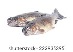 Fish trout