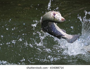 Fish Trout Jumping From The Water