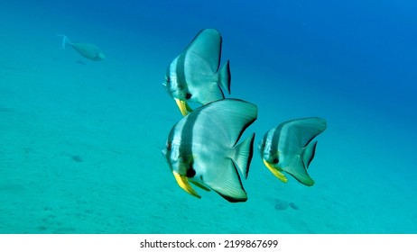 Fish - A Type Of Bone Fish Osteichthyes. Plataks - Ephippidae Blue Plataks.

