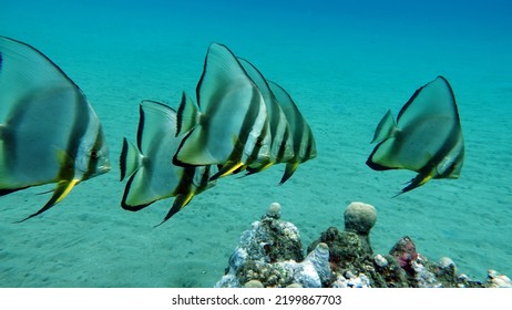 Fish - A Type Of Bone Fish Osteichthyes. Plataks - Ephippidae Blue Plataks.

