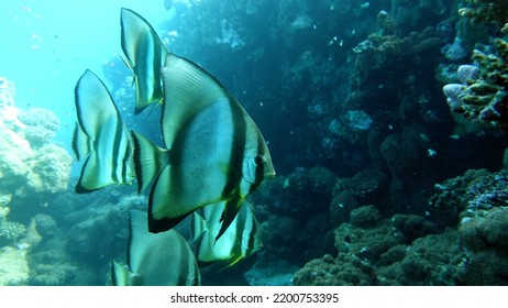 Fish - A Type Of Bone Fish Osteichthyes. Plataks - Ephippidae Blue Plataks.