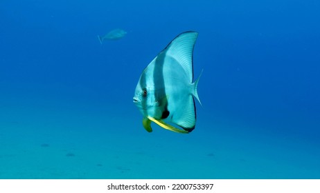 Fish - A Type Of Bone Fish Osteichthyes. Plataks - Ephippidae Blue Plataks.