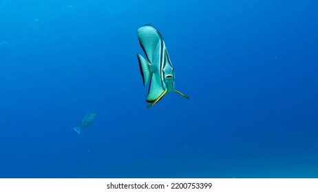 Fish - A Type Of Bone Fish Osteichthyes. Plataks - Ephippidae Blue Plataks.