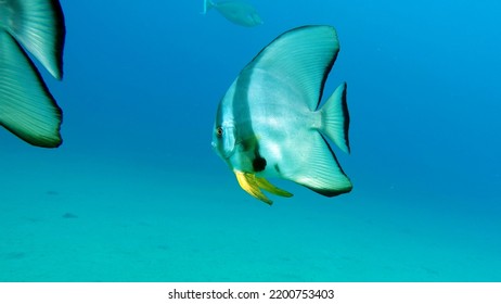 Fish - A Type Of Bone Fish Osteichthyes. Plataks - Ephippidae Blue Plataks.