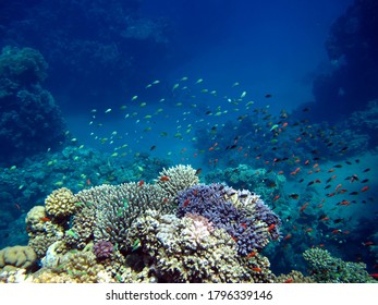 Fish - Type Bone Fish Osteichthyes, Pomacentric - Pomacentridae, Blue-green Chromis,