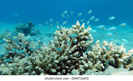 Fish - Type Bone Fish Osteichthyes, Pomacentric - Pomacentridae, Blue-green Chromis.