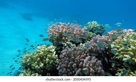 Fish - Type Bone Fish Osteichthyes, Pomacentric - Pomacentridae, Blue-green Chromis,

