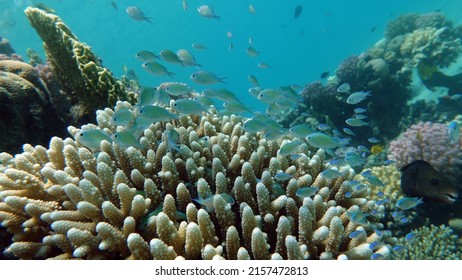 Fish - Type Bone Fish Osteichthyes, Pomacentric - Pomacentridae, Blue-green Chromis,

