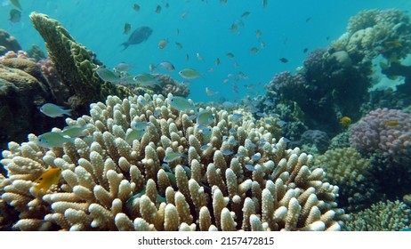 Fish - Type Bone Fish Osteichthyes, Pomacentric - Pomacentridae, Blue-green Chromis,

