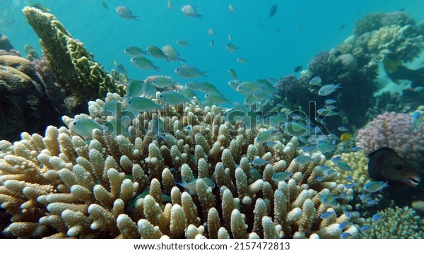 Fish - type bone fish\
Osteichthyes, Pomacentric - Pomacentridae, Blue-green\
chromis,\
\
