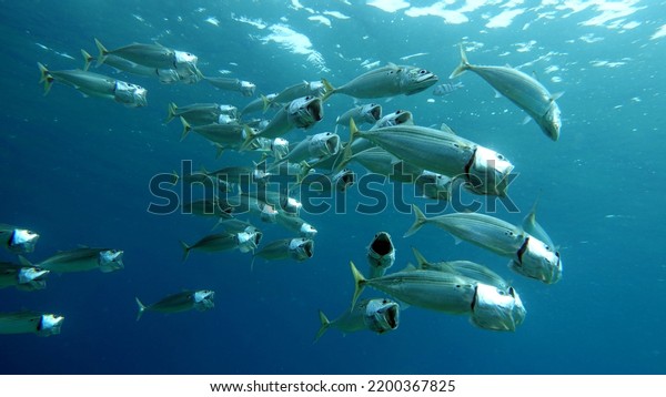 Fish are a type of bony fish Osteichthyes. Mackerel\
(Scombridae). South Asian mackerel.\
Makrele wird bis zu 35 cm groß\
und ernährt sich von Plankton und Makrele (Scombridae).\
Südasiatische Makrele .