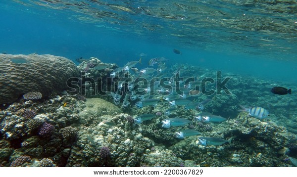 Fish are a type of bony fish Osteichthyes. Mackerel
(Scombridae). South Asian mackerel.
Makrele wird bis zu 35 cm groß
und ernährt sich von Plankton und Makrele (Scombridae).
Südasiatische Makrele .
