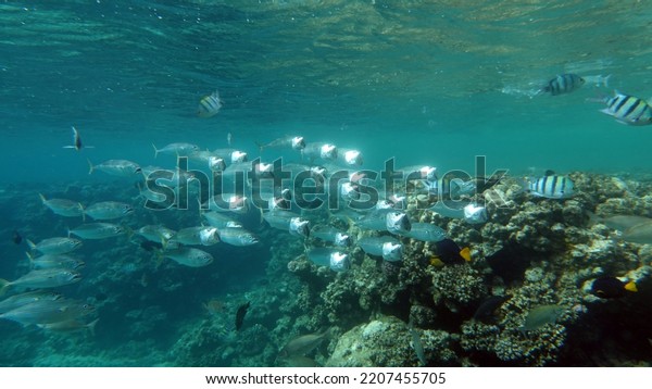 Fish are a type of bony fish Osteichthyes. Mackerel\
(Scombridae). South Asian mackerel.\
Makrele wird bis zu 35 cm groß\
und ernährt sich von Plankton und Makrele (Scombridae).\
Südasiatische Makrele .