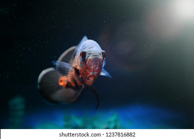 Oscar Fish Images Stock Photos Vectors Shutterstock Images, Photos, Reviews