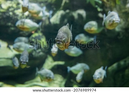 Fish under water. Fish in the aquarium. Piranha fish. Вlur.
