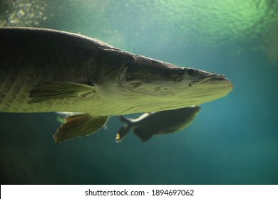 Fish Under Water. Arapaima Fish - Pirarucu Arapaima Gigas One Largest Freshwater Fish. Fish In The Aquarium Behind Glass.