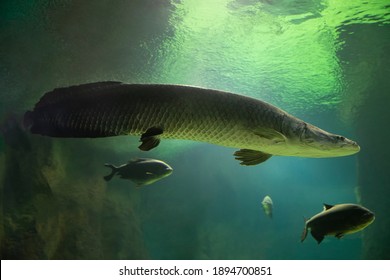 Fish Under Water. Arapaima Fish - Pirarucu Arapaima Gigas One Largest Freshwater Fish. Fish In The Aquarium Behind Glass.
