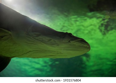 Fish Under Water. Arapaima Fish - Pirarucu Arapaima Gigas One Largest Freshwater Fish. Fish In The Aquarium Behind Glass.