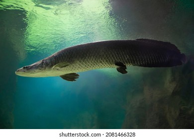 Fish Under Water. Arapaima Fish - Pirarucu Arapaima Gigas One Largest Freshwater Fish. Fish In The Aquarium Behind Glass.