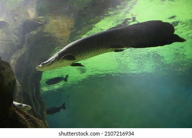 Fish Under Water. Arapaima Fish - Pirarucu Arapaima Gigas One Largest Freshwater Fish. Fish In The Aquarium Behind Glass.