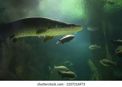 Fish Under Water. Arapaima Fish - Pirarucu Arapaima Gigas One Largest Freshwater Fish. Fish In The Aquarium Behind Glass.