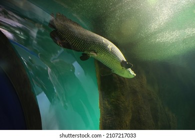 Fish Under Water. Arapaima Fish - Pirarucu Arapaima Gigas One Largest Freshwater Fish. Fish In The Aquarium Behind Glass.People Are Reflected In The Glass Of The Aquarium.