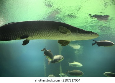 Fish Under Water. Arapaima Fish - Pirarucu Arapaima Gigas One Largest Freshwater Fish. Fish In The Aquarium Behind Glass.