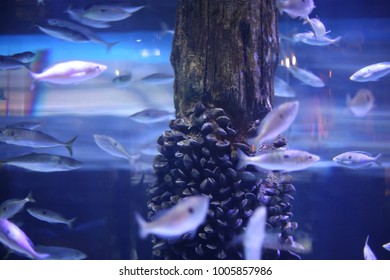 Fish Under Wather