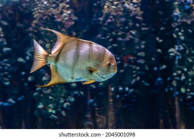 Fish In Virginia Aquarium And Marine Science Center.