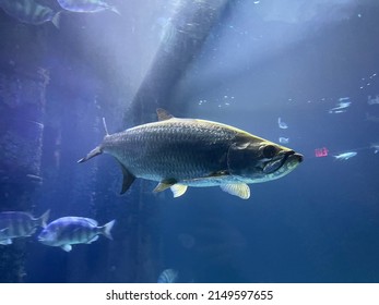 Fish At Virginia Beach Aquarium 