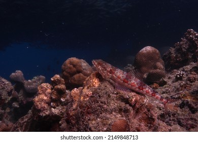 Fish Waiting To Feed Ambush Predator