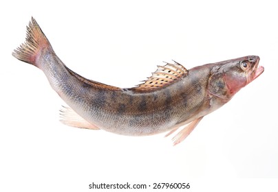 Fish walleye