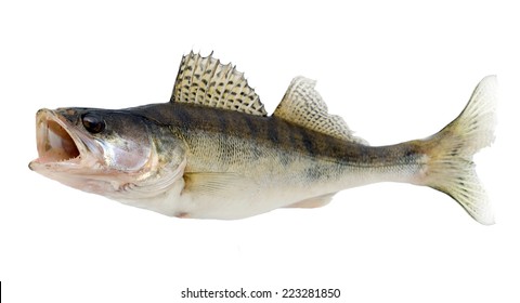 Fish Walleye or Zander isolated over white