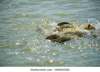 fish in water. fish for feeding. fish eats bread on the surface of the water. fish in the lake