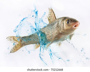 fish and water splash on white background