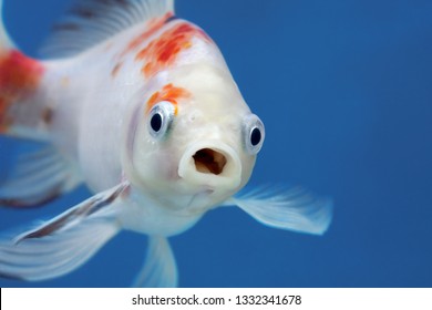 A fish with wide open mouth and big eyes in fishtank, Surprised, shocked or amazed face front view