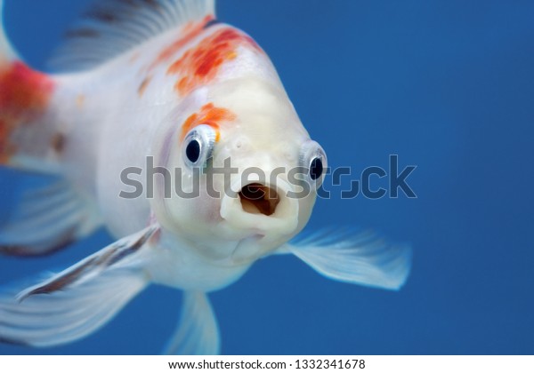 A fish with wide open\
mouth and big eyes in fishtank, Surprised, shocked or amazed face\
front view