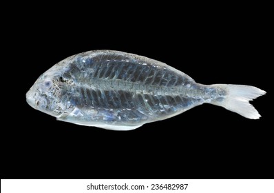 xray fish images stock photos vectors shutterstock