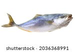  Fish yellowtai on white background (Japanese amberjack)