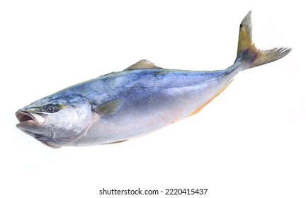  Fish yellowtai on white background (Japanese amberjack) - Shutterstock ID 2220415437