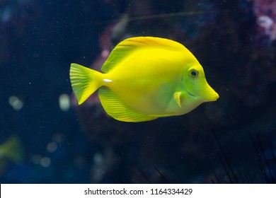 Fish Zebrasoma Flavescens, Lemon Sailfin, Somber Surgeonfish, Yellow Sailfin Tang, Yellow Tang