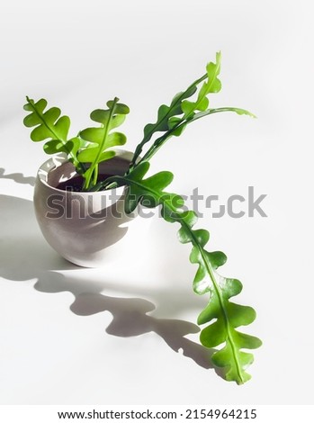 Fishbone Cactus houseplant known as the Zig Zag plant and Epiphyllum Anguliger, in a white pot isolated on white background with plant shadow, copyspace. Focus on its long, green, flat and wavy stems.