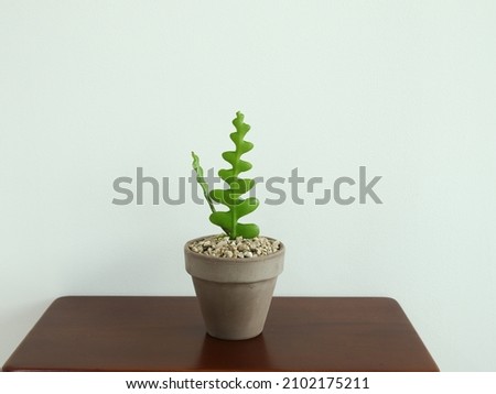 fishbone cactus on table with isolated background