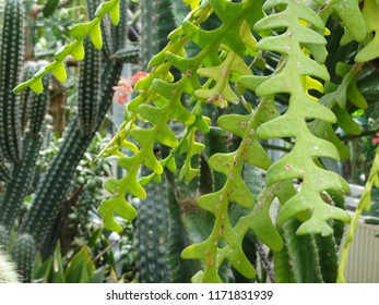 Fishbone Cactus Plant